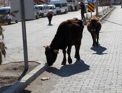 Başıboş hayvanlar yine sahnede
