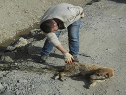 Hakkari'de köpk katliamı