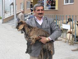 Çiftçilere küçübaş hayvan dağıtıldı
