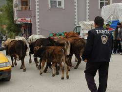 Başıboş hayvanlar şehir dışına çıkartılıyor