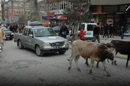 HAYVANLAR KAÇTI ZABITALAR KOVALADI