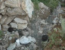 Fosseptik çukuru tehlike saçıyor