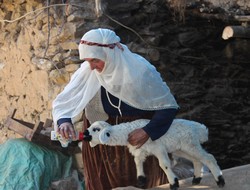 Kuzuyu biberonla besliyor..