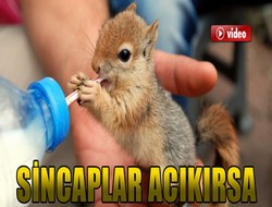 Sincap yavrularına özel ilgi