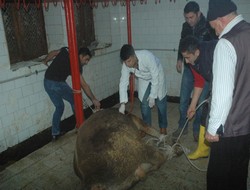 Emniyet'ten kurban kesimi,,,,