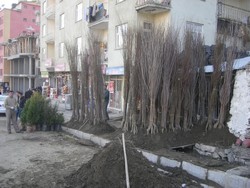 HAKKARİ  YE MEYVE FİDANLARI GELDİ