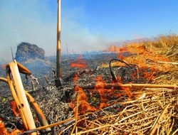 Gever Nehir sazlığı alev alev