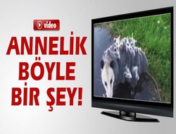Annelik böyle bir şey!