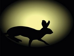 İnsanlık için tavşan hukuku