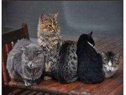 Seçimlerde kedi trafoya girerse ne yapmalıyız?