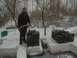 Çığ indi 350 bin balık öldü,,,