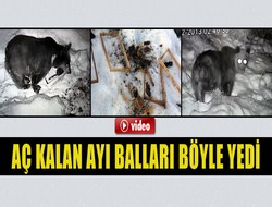 Ayı bal kovanına saldırdı