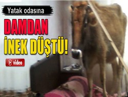Yatak odasına inek düştü!