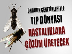 Sinek genetiği hastalıklara çözüm olacak
