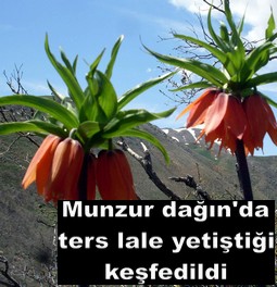 TERS LALE TUNCELİ`DE DE KEŞFEDİLDİ