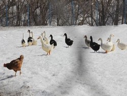 Hakkari’de ilk Ördek Çiftliği kuruldu
