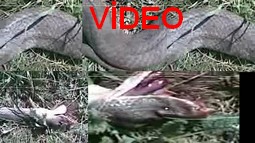 10 HAYVANI TELEF EDEN YILAN ÖLDÜRÜLDÜ