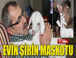 Evlerinde oğlak besliyorlar!
