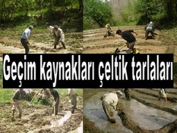 SINIRDA ÇELTİK EKİLMEYE BAŞLANDI