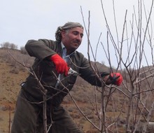 Şemdinli'de ağaç budama dönemi