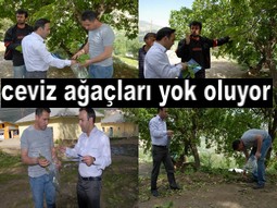 HAKKARİ`DE 80 BİN CEVİZAĞACI TEHLİKEDE