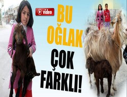 Bu oğlak diğerlerinden farklı!
