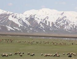 Kuş cenneti yeniden canlandı