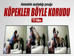 Köpeklerin dostluğu