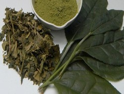 Yeşil çay hafızayı da güçlendiriyor