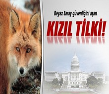 Beyaz Saray güvenliğini aşan kızıl tilki