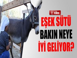 Eşek sütünün faydaları