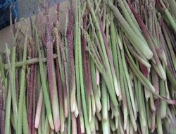 Kürt Muzu uşkun piyasaya çıktı