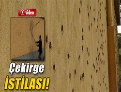 Kulp'te çekirge istilası