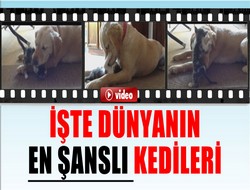 Köpek kedilere annelik yapıyor