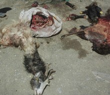 Hakkari'de başıboş köpek dehşeti