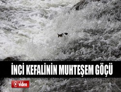 İnci kefali göçü video