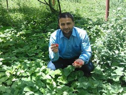 Hakkari'de yılın ilk çileği çıktı