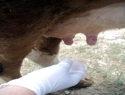 Sığırlar'da çiçek hastalığına dikkat,,,