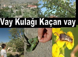 BU BÖCEKLER BÜYÜK ZARAR VERİYOR