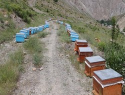 Kadın çiftçilere arılı kovan dağıtıldı,,,