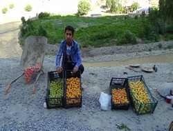 Hakkari'ye has meyveler piyasaya çıktı