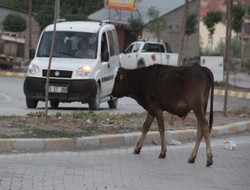 Hakkari'de başıboş hayvan sorunu