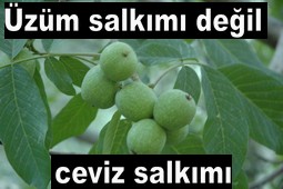 ŞEYH MUSA TÜRBESİNDE CEVİZ BEREKETİ