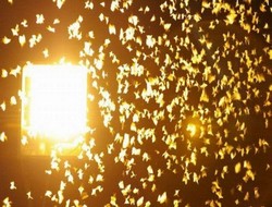 Hakkari'de Kelebek intiharları