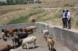 HAYVANLAR ŞEHİR DIŞINA ÇIKARTILDI