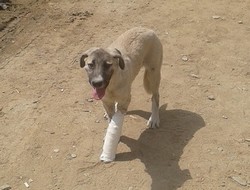 Aracın çarptığı köpek tedavi altına alındı
