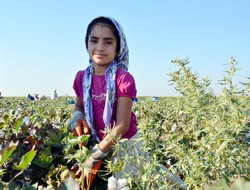 Yaşıtları okulda, onlar tarlada