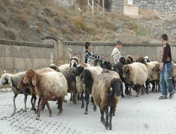 Hakkari’de kurban satış yeri belirlendi
