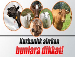 Kurbanlık alırken bunlara dikkat