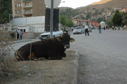 BELEDİYE YETERSİZ KALIYOR
